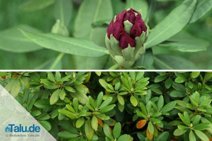 Rhododendren schöne alte Arten