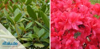 Rhododendron im Garten und auf Balkon