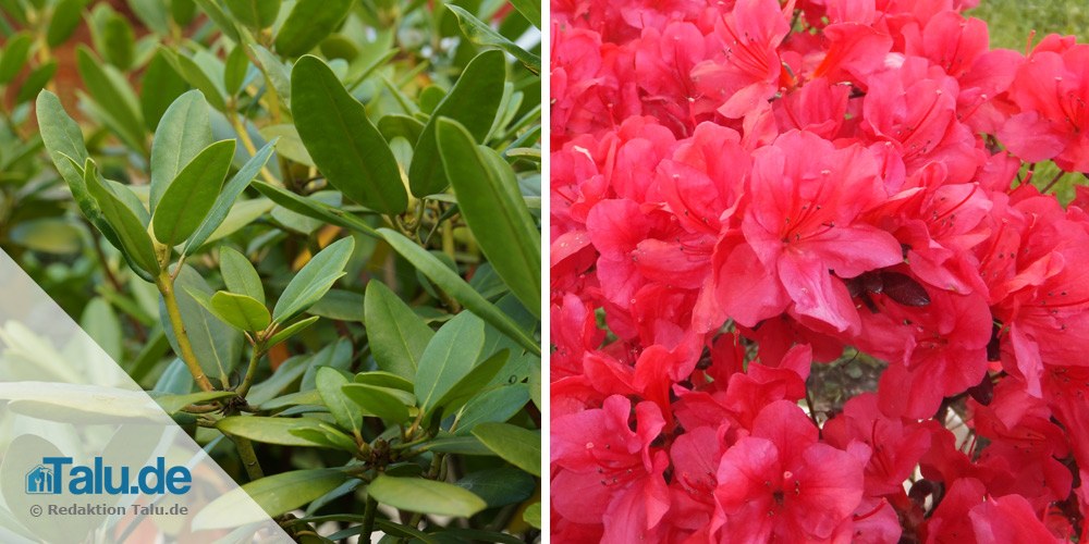 Rhododendron im Garten und auf Balkon