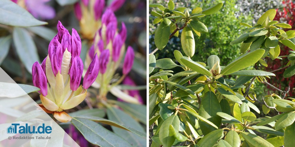 Rhododendron Standort