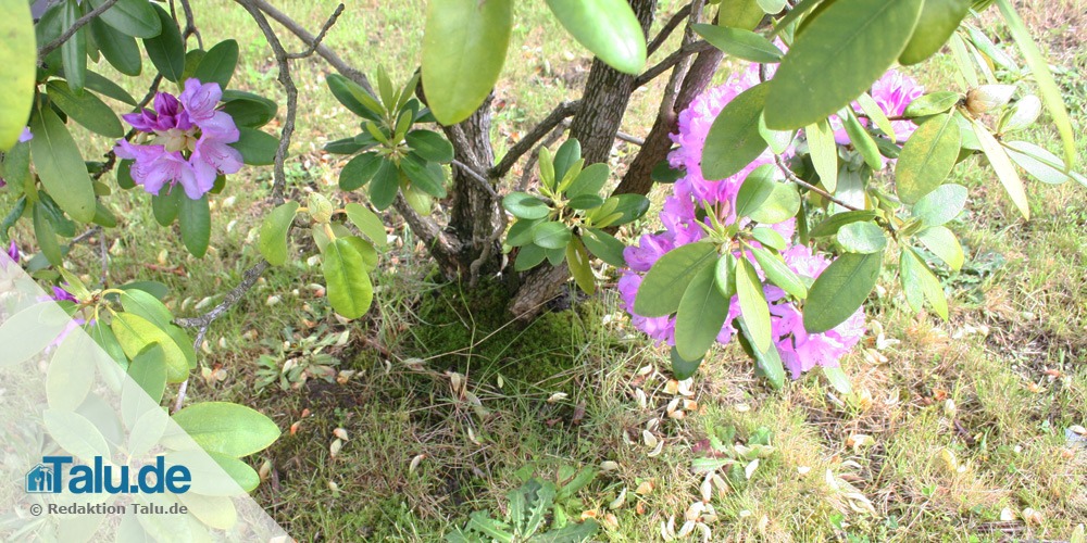 Rhododendron Erdbeschaffenheit