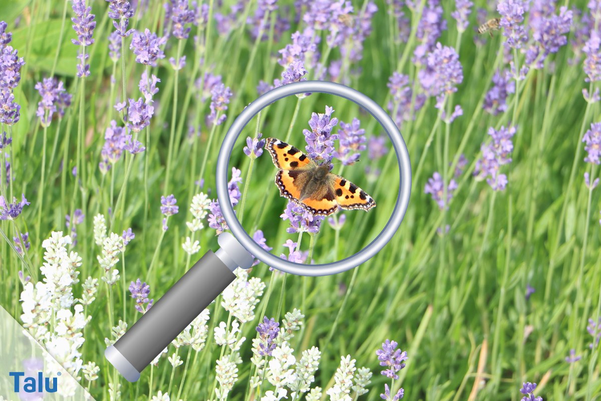Schmetterling