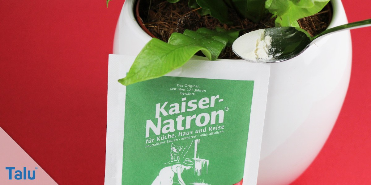 Trauermücken mit Natron bekämpfen