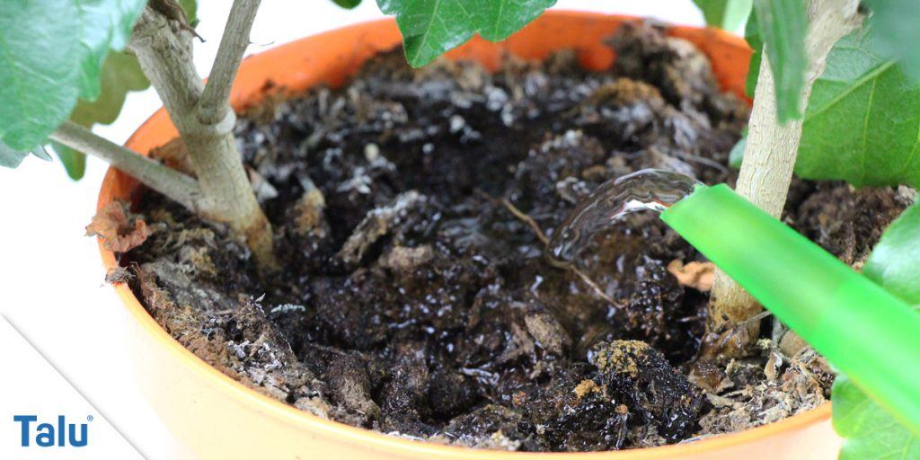 blumenerde ohne trauerm�cken