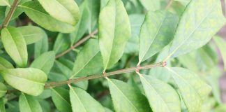 Spindelstrauch (Euonymus)