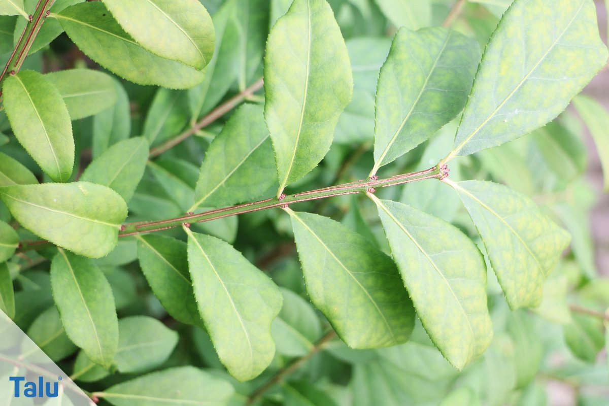 Spindelstrauch (Euonymus)