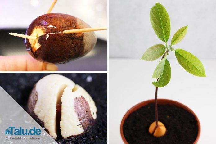 Avocadokern selbst einpflanzen und Pflanzen daraus ziehen