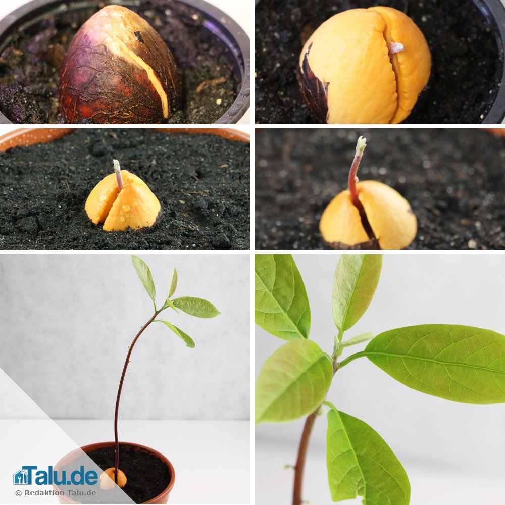 Sichere Methode Avocadokern in Substrat einpflanzen