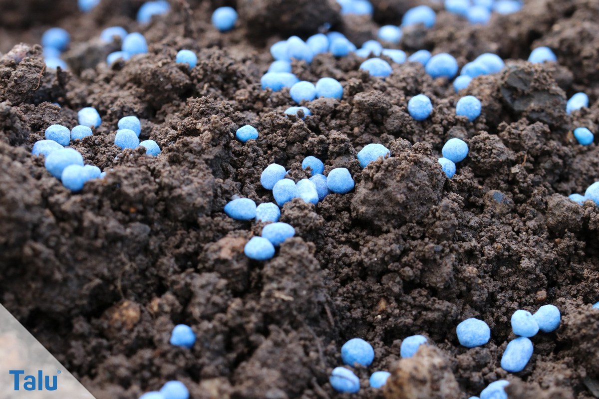 Dosierung von Blaukorn