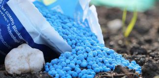 Blaukorn