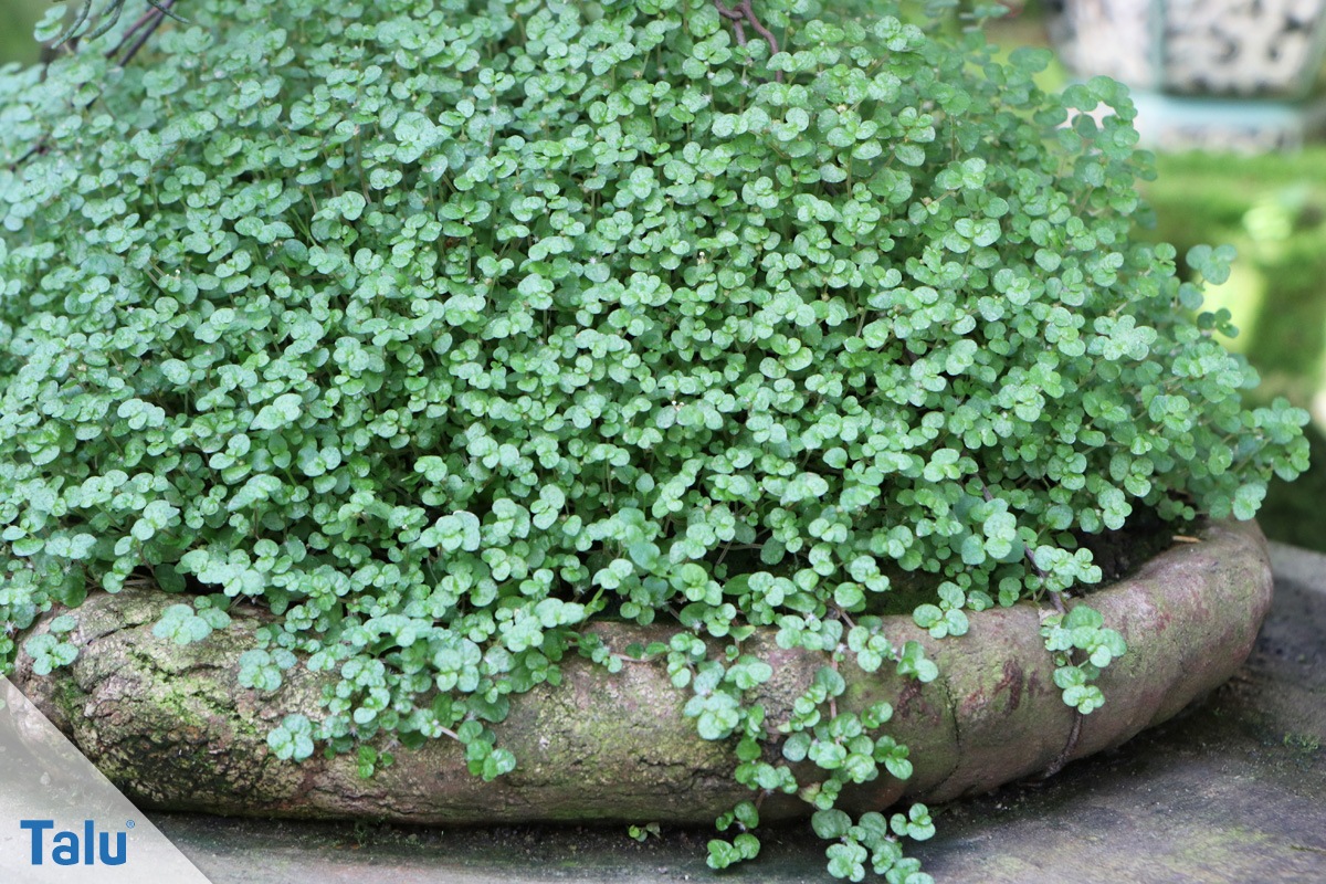 Bubikopf im Garten