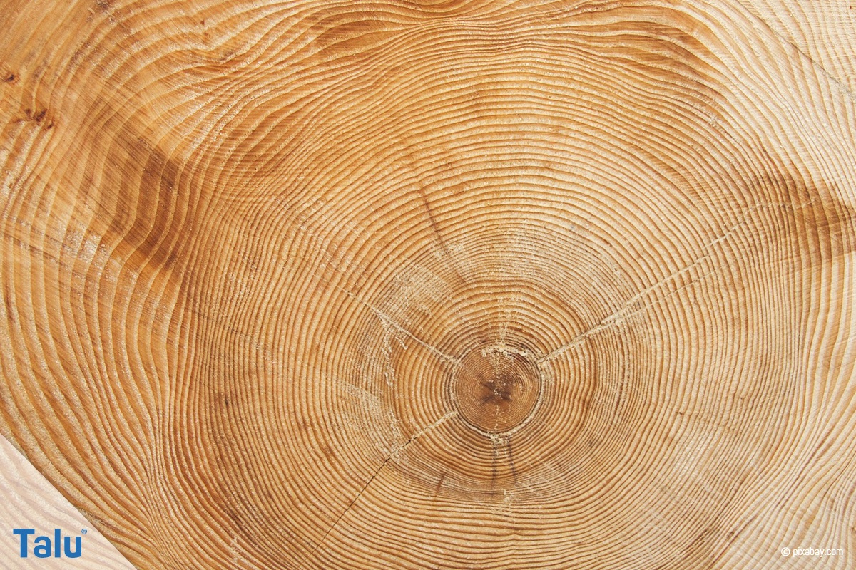 Hirnholz