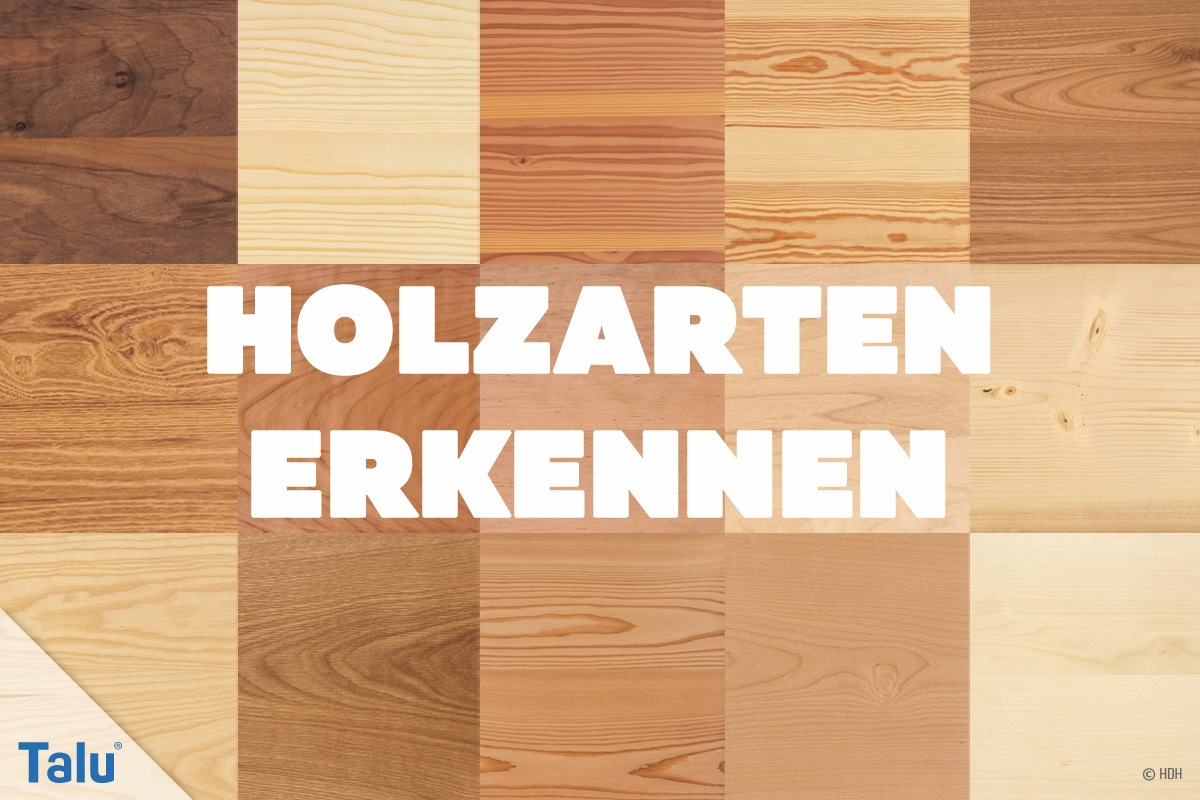 Holzarten erkennen