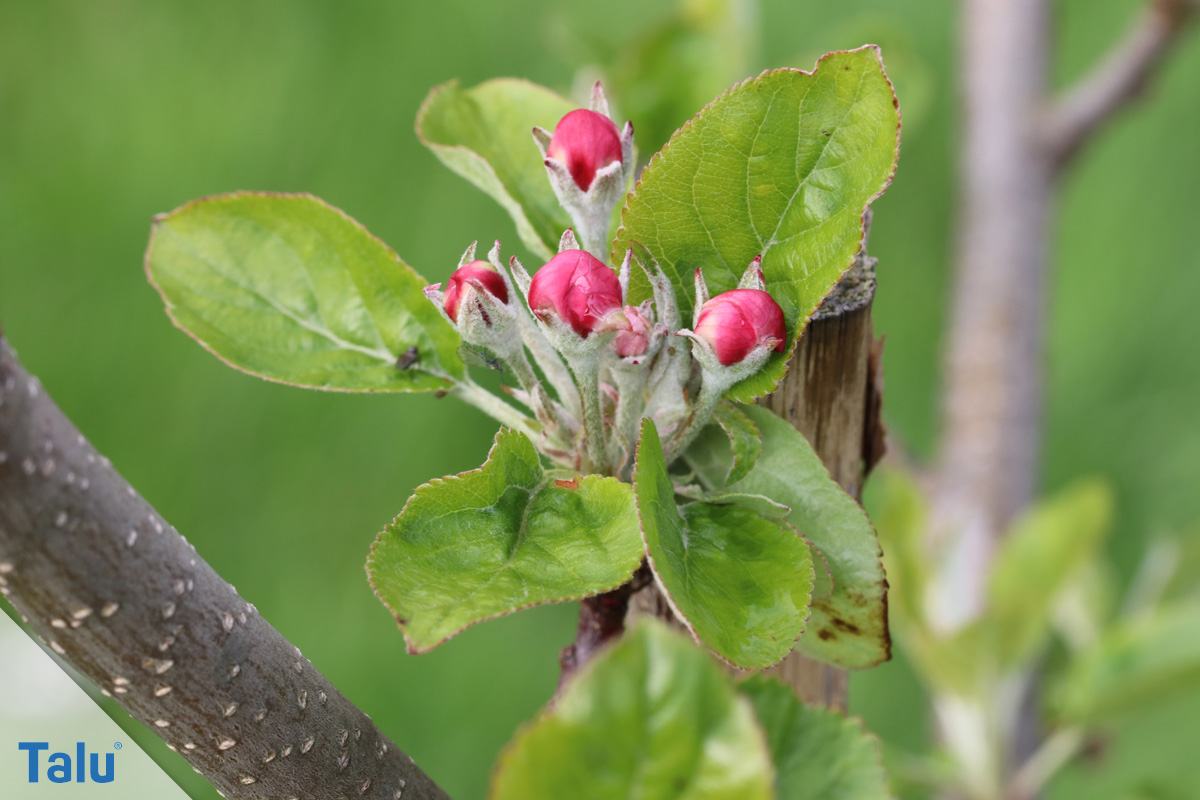 Blüte vom Apfelbaum