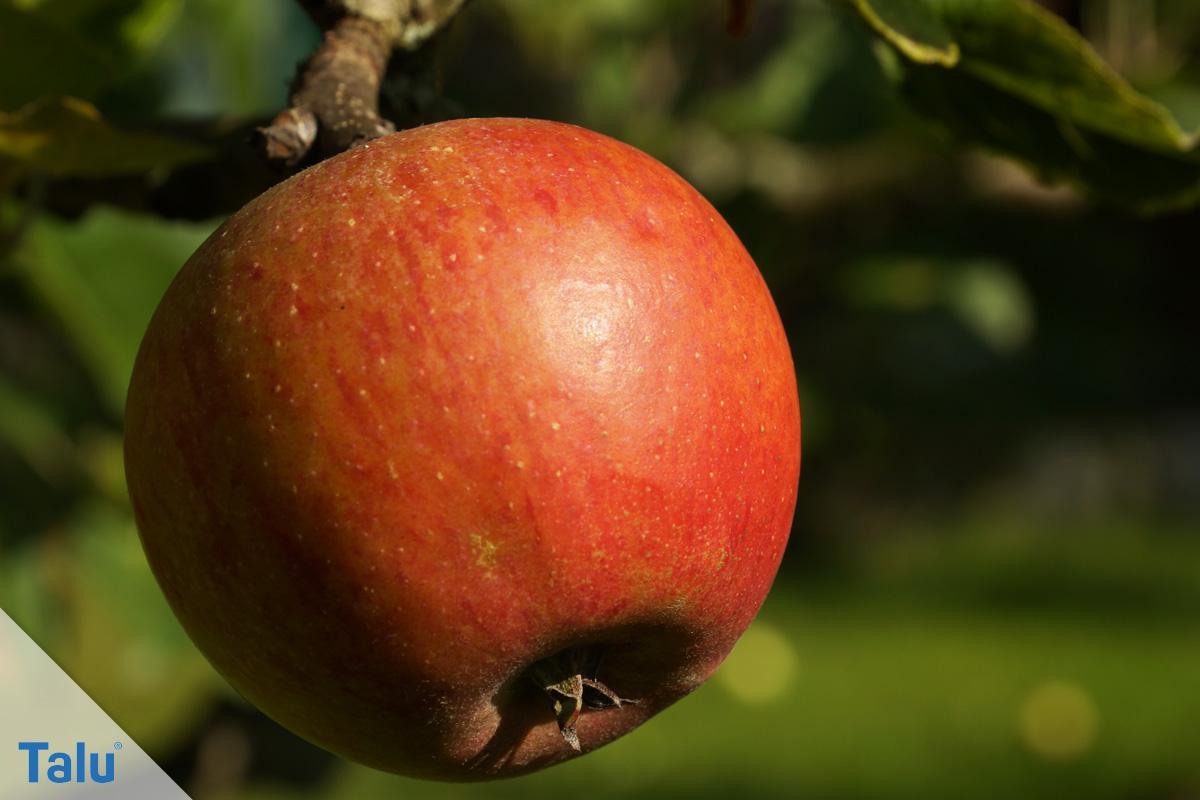 Apfel