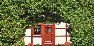 Buchenhecke