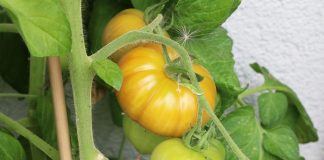 Tomatenpflanze
