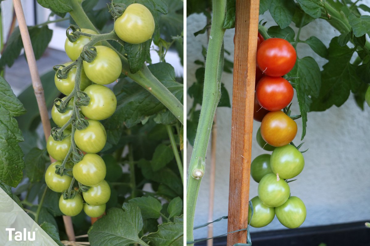 Tomatenpflanze