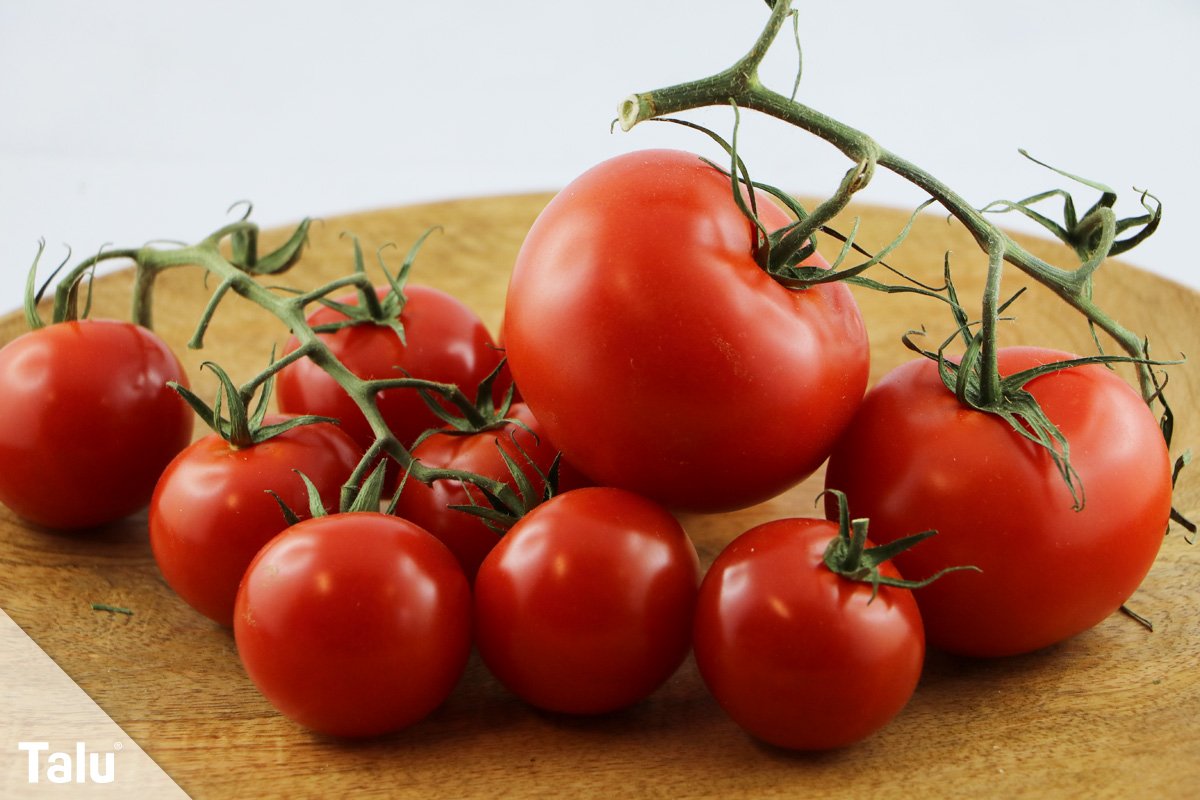 Tomaten ernten