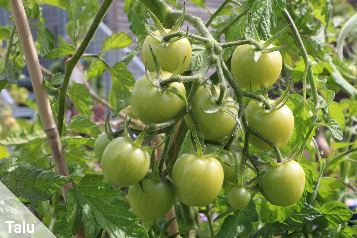unreife Tomaten