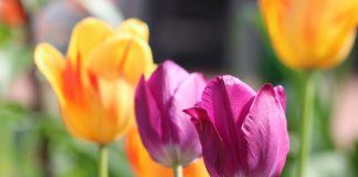 Tulpenblüten schneiden