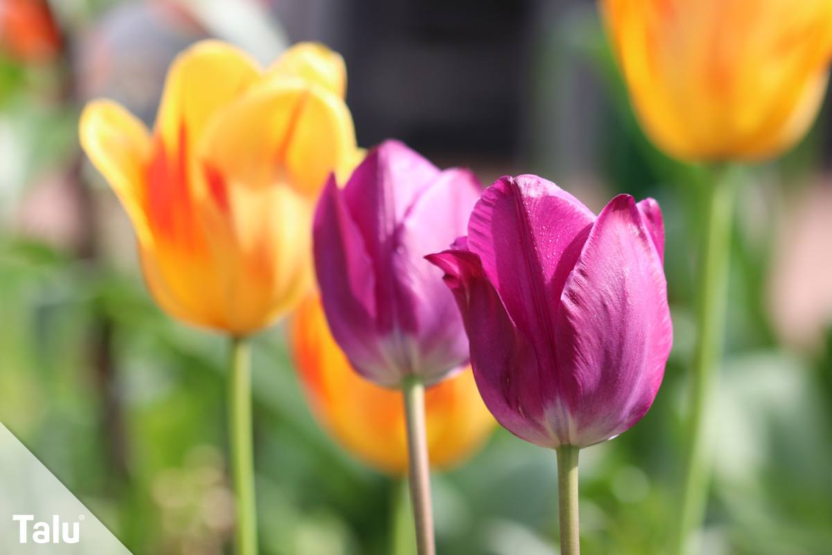 Tulpenblüten schneiden