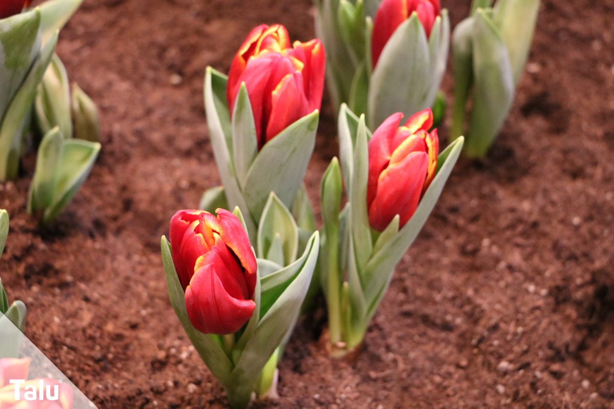 Tulpen
