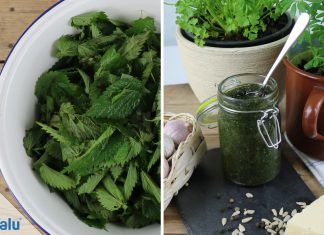 Brennnessel-Pesto