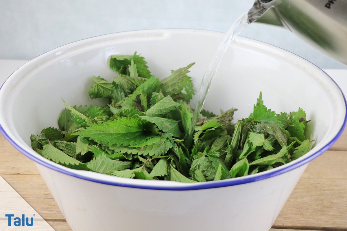 Brennnessel-Pesto