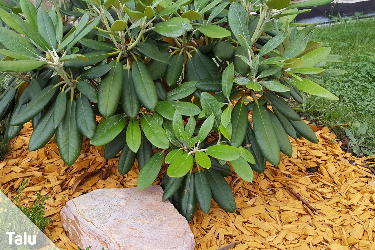 Rhododendron-Erde