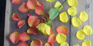 Rosenblätter trocknen