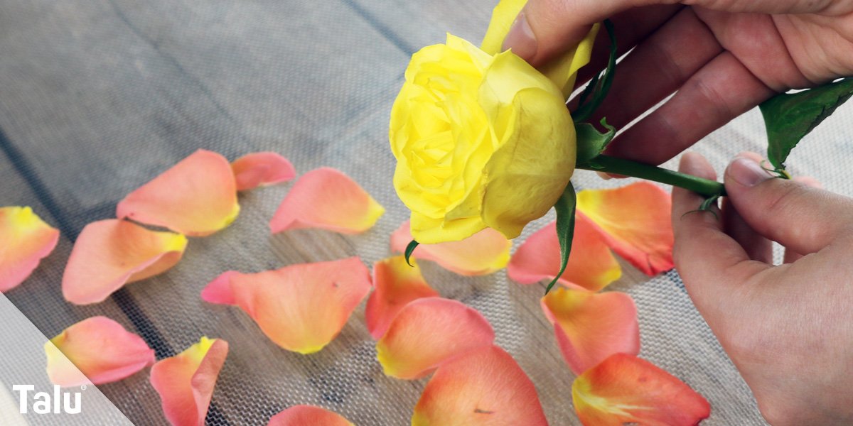 Rosenblätter zupfen