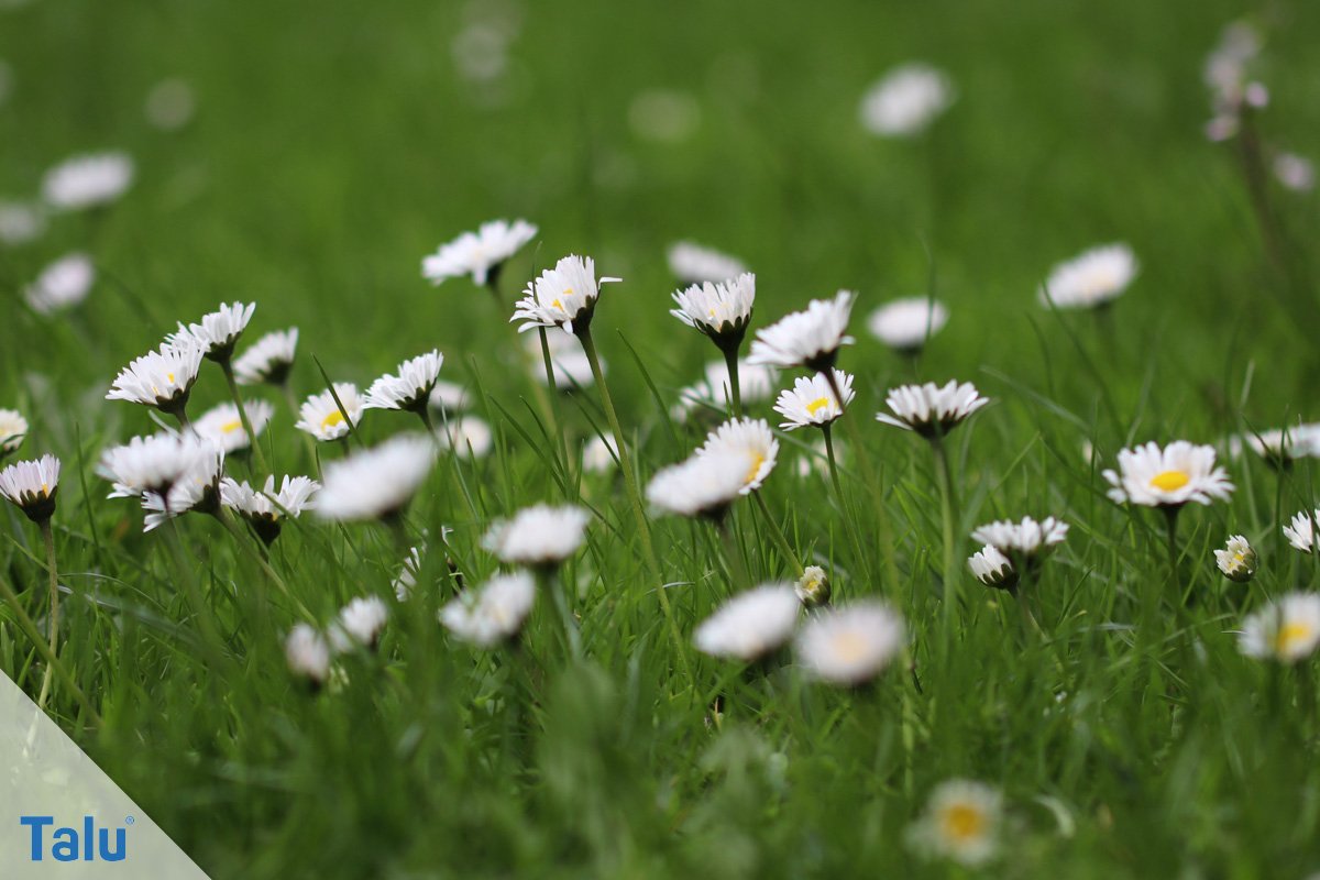 Gänseblümchen
