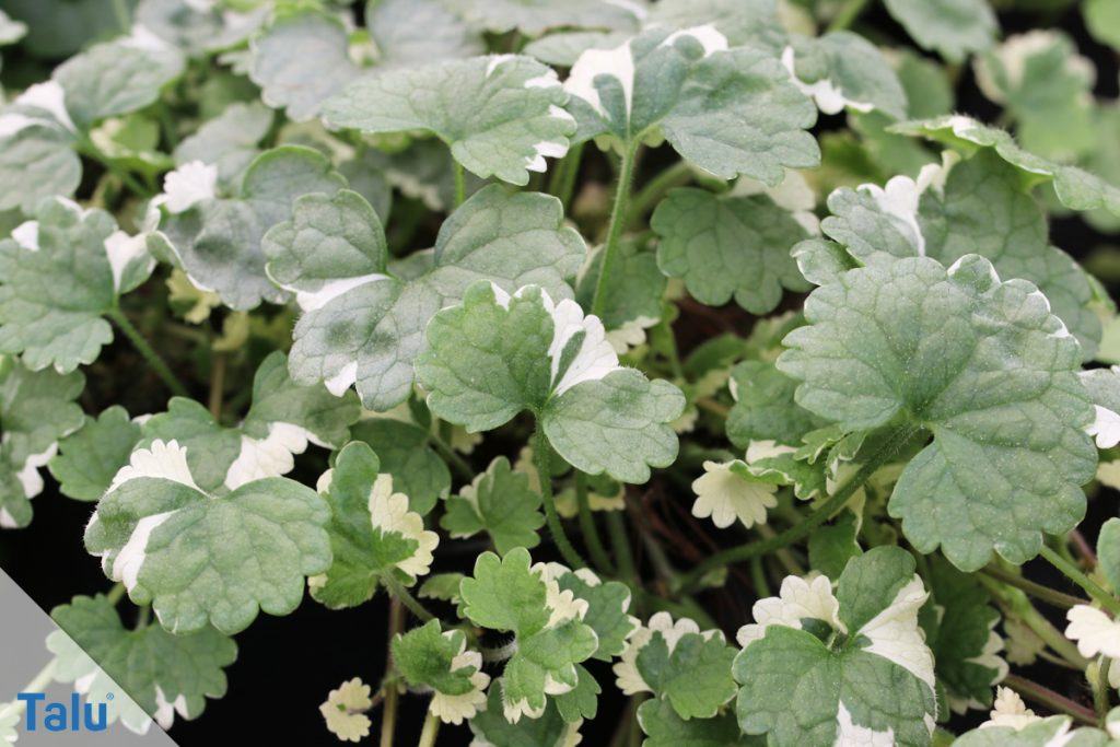 Kräuter für Tee selber sammeln 15 Wildkräuter für den Kräutertee