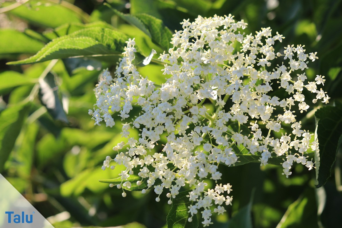 Holunderblüten