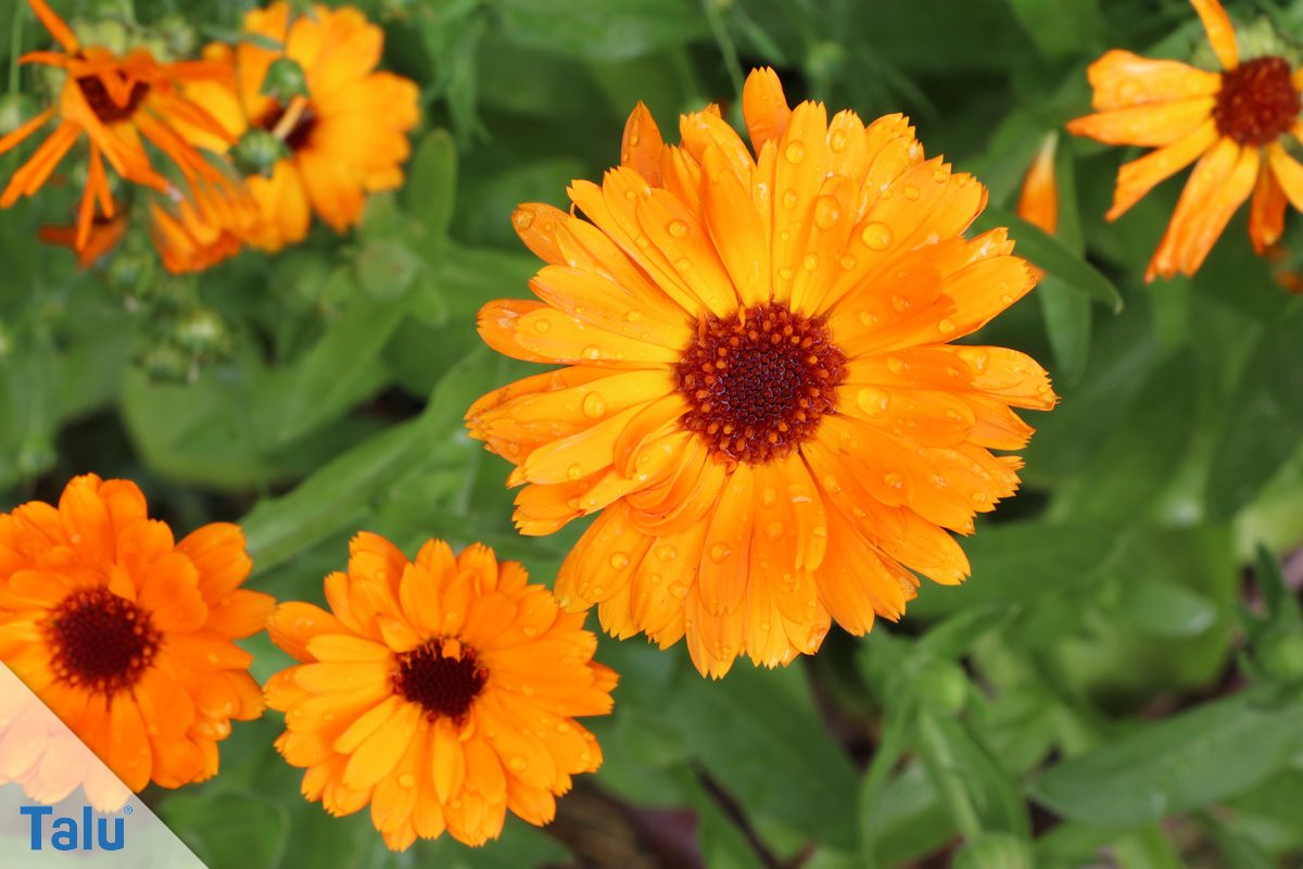 Ringelblume