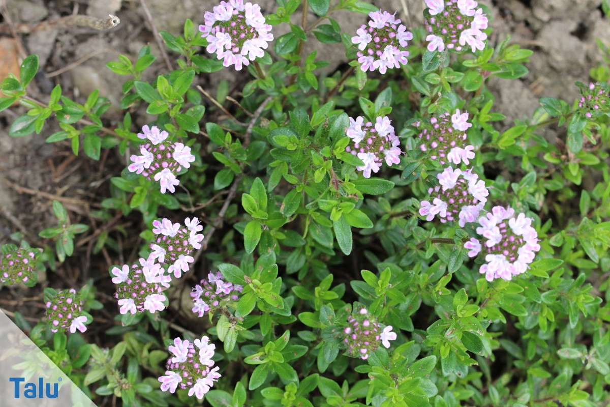 Thymian