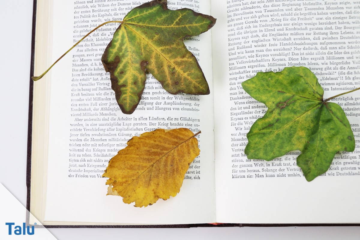 Blätter auf Buch