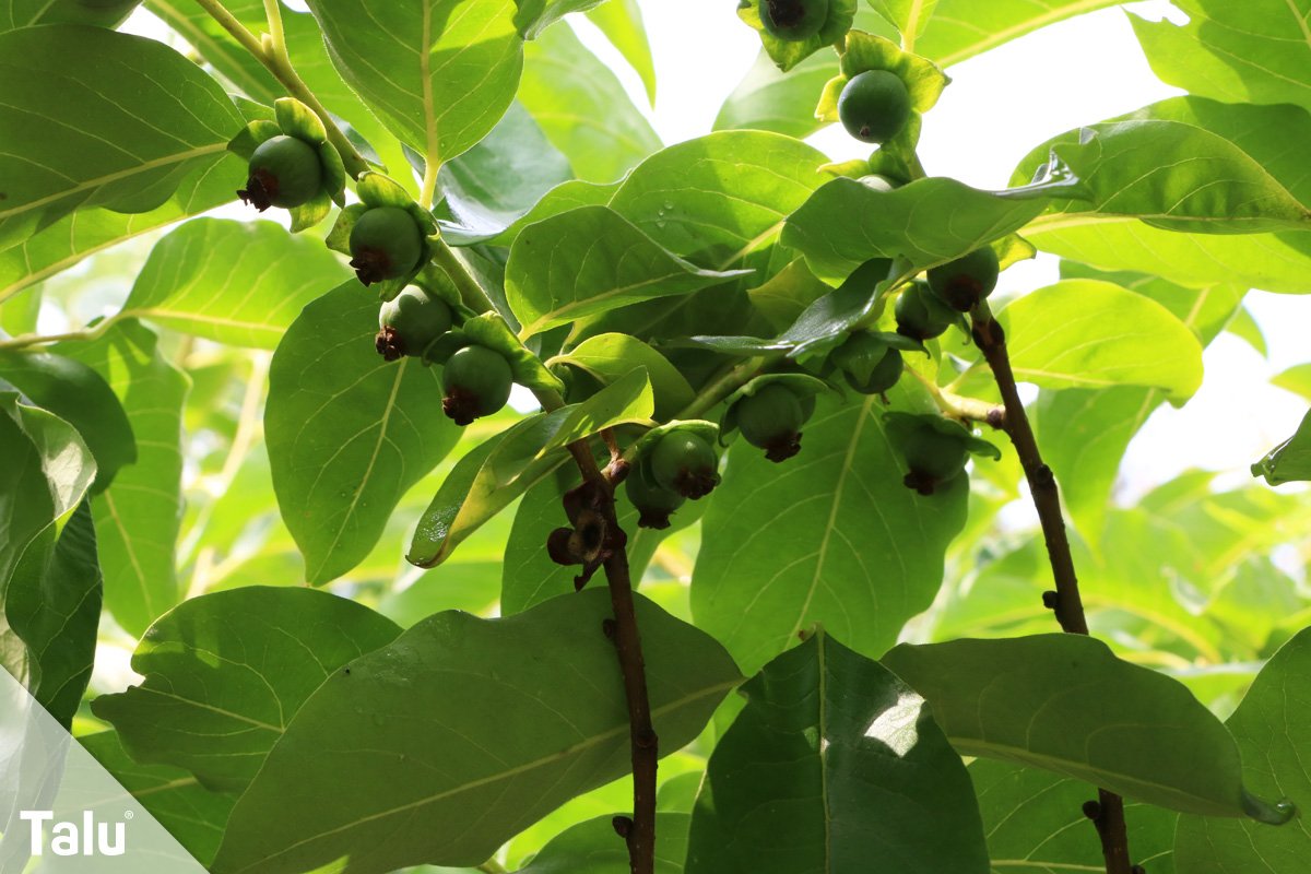 Diospyros lotus, Lotuspflaume