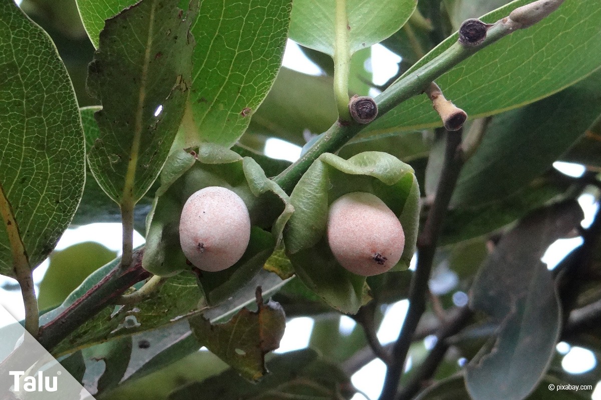 Diospyros malabarica, Malabar Ebenholz