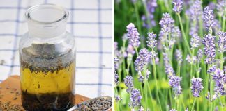 Lavenedelöl selber machen