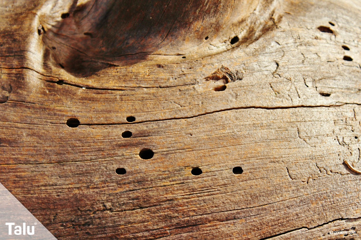 Spuren vom Holzwurm