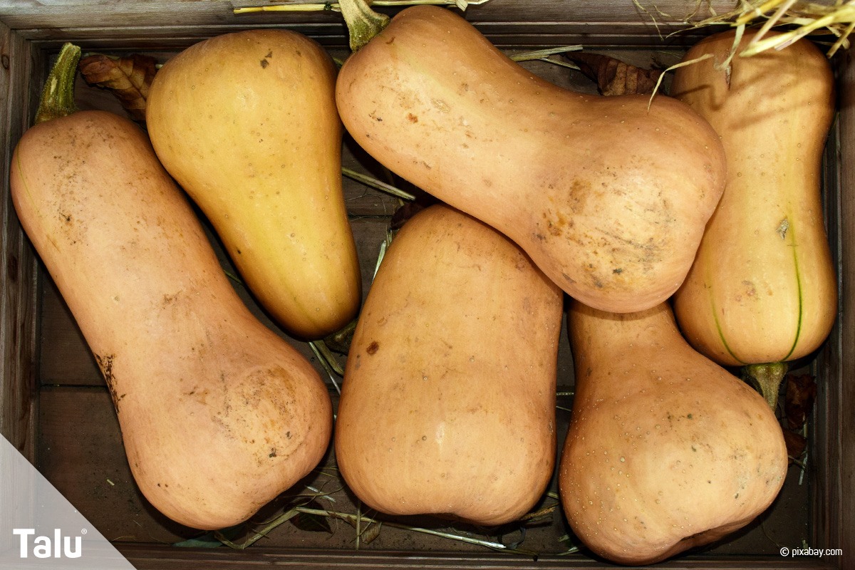 Butternut Kürbis