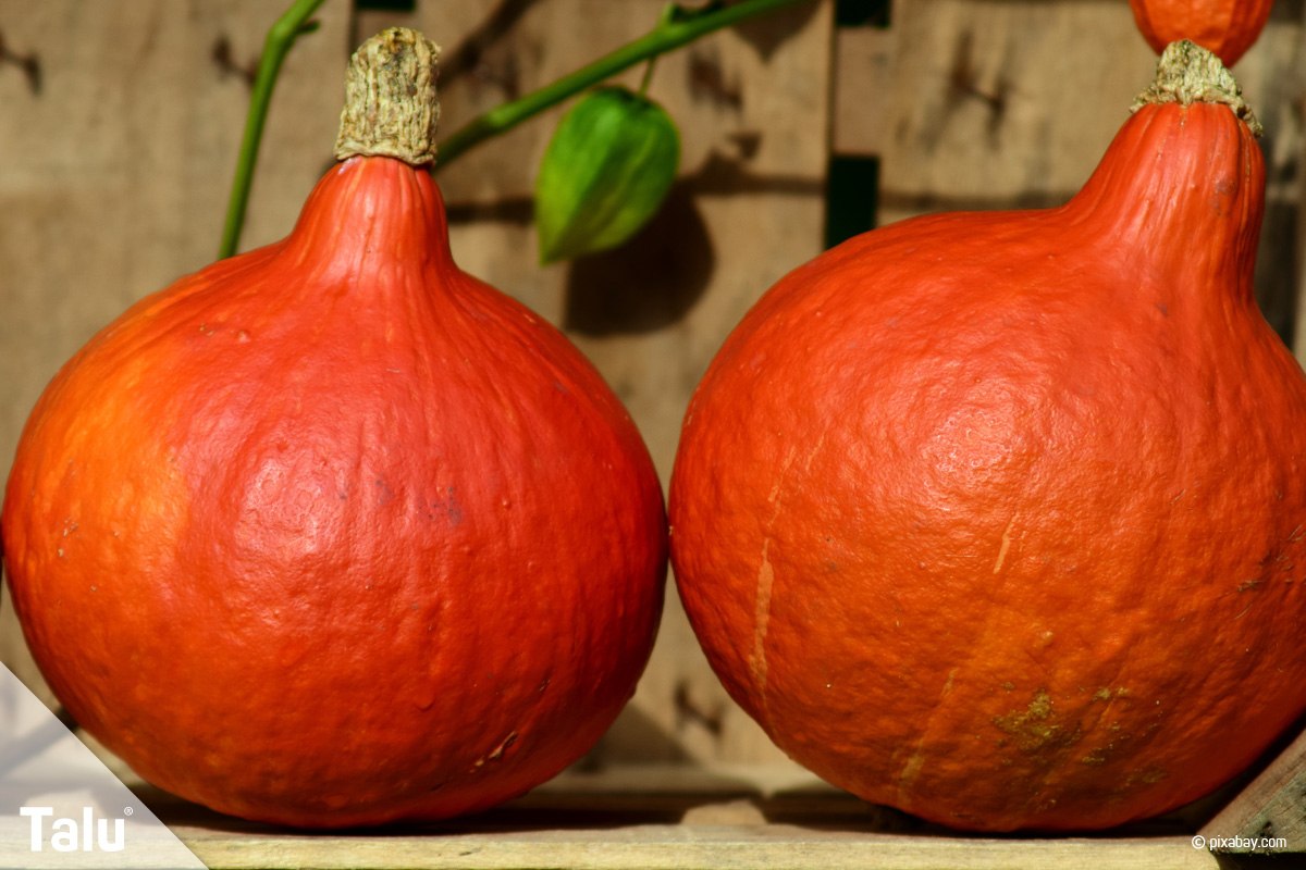Hokkaido Kürbis