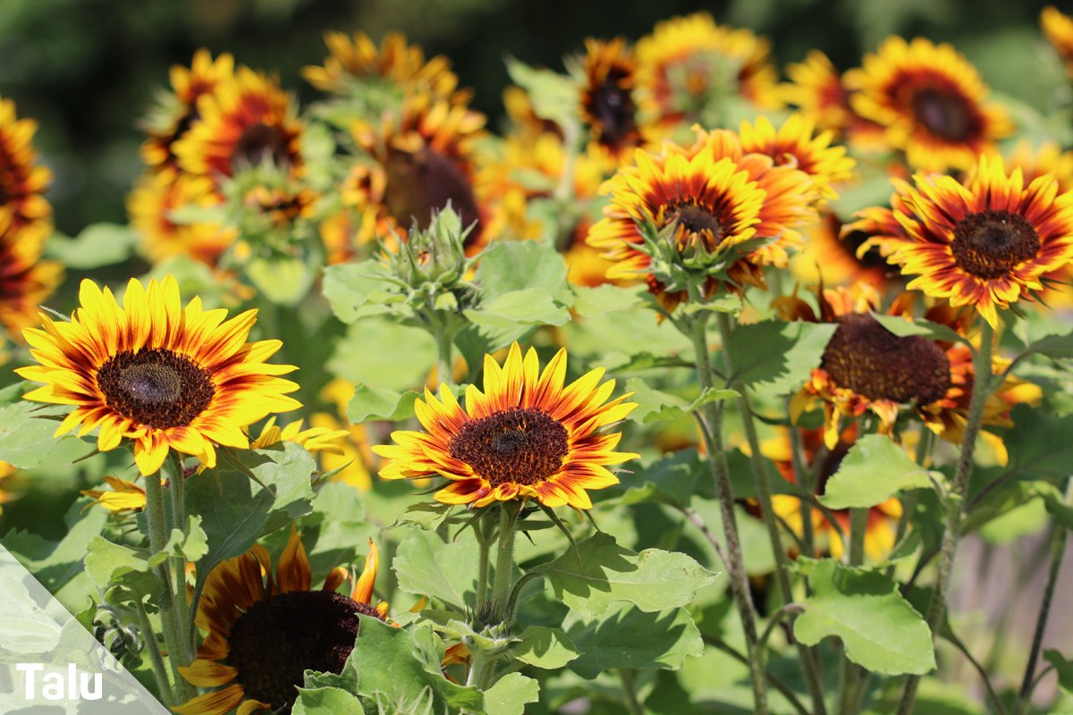 Sonnenblumen