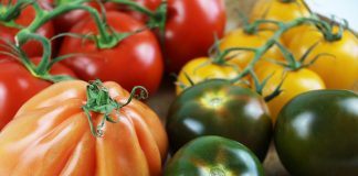 Alte Tomatensorten