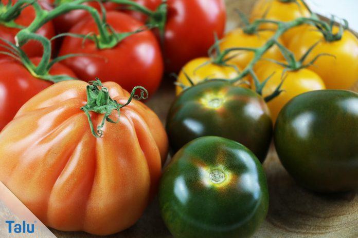 viel Geschmack 20 alte bewährte Sorte Tomatensamen: Fleischtomate Türkei
