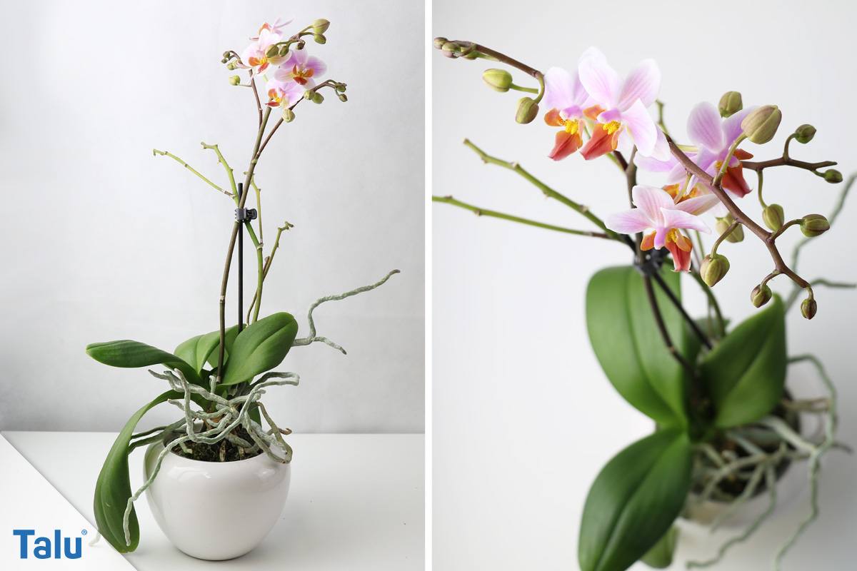 Orchideen-Luftwurzeln