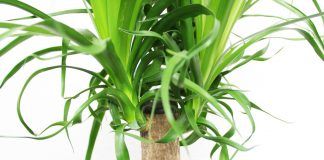 Yucca Palme abschneiden