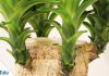 Yucca Palme